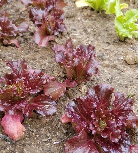 20190505_113016 April – To Do Liste für deinen Garten