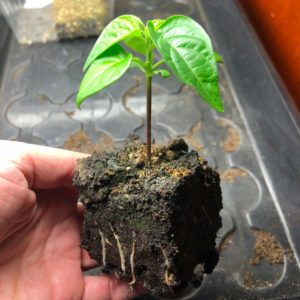 chili odla i soil block chili odla i soil block