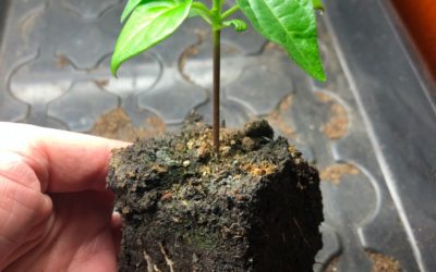 chili odla i soil block