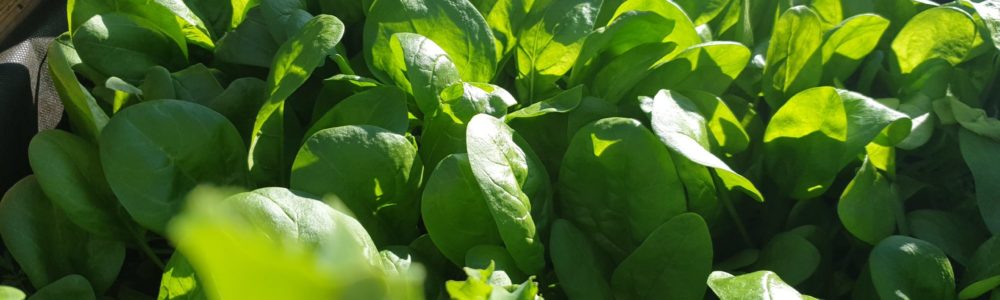 Spenatblad spinnach Odla egen spenat, Guick growing vegetables
