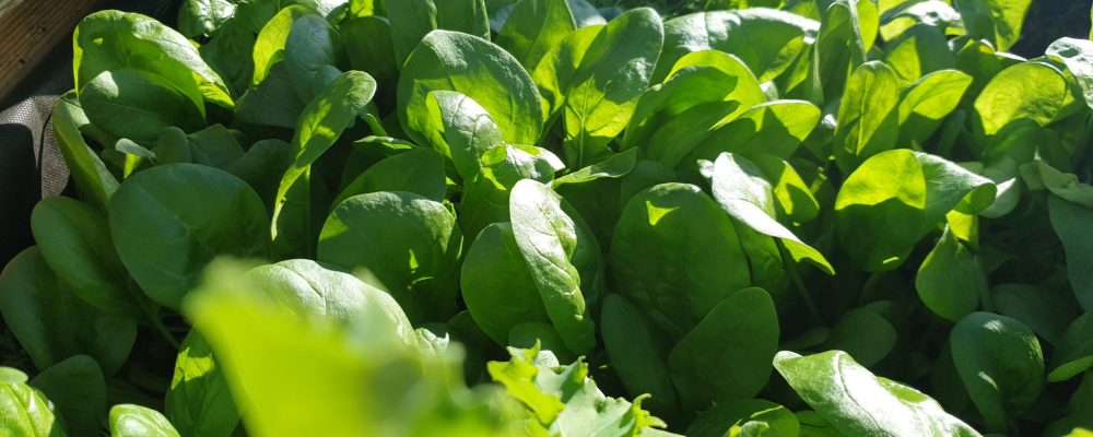 Spenatblad spinnach Odla egen spenat, Guick growing vegetables