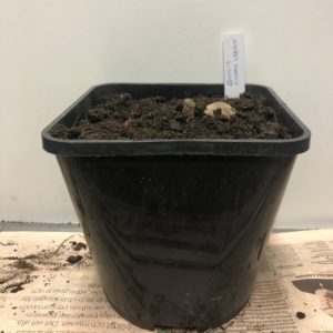 plantera dahlia steg 3 fyll på med jord och sätt etikett
