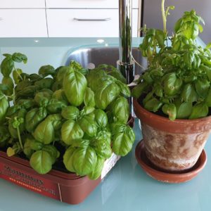 Odla basilika på diskbänken Basil