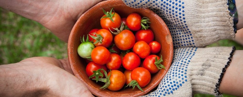 Tomatoes in bowl Source: Unsplash