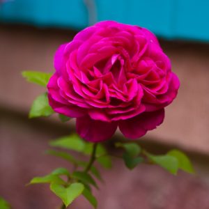 hochladen63 Pink rose