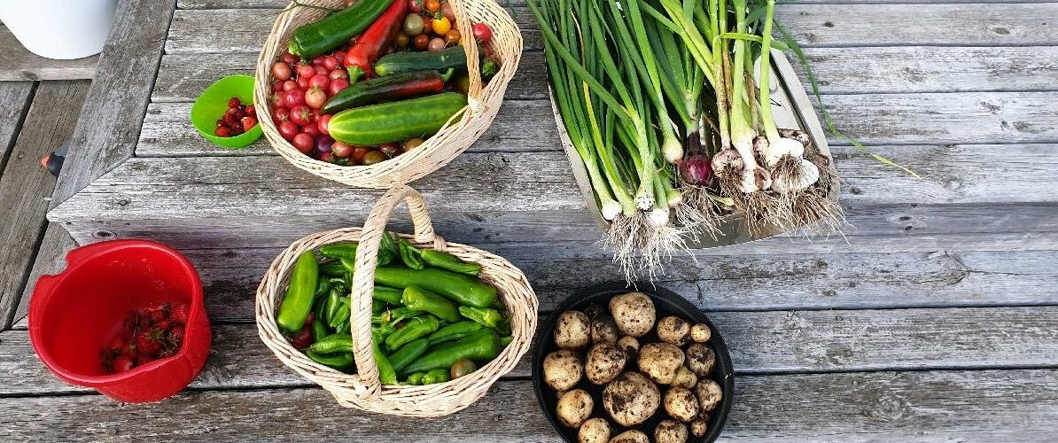 Harvest Recepies from homegrown