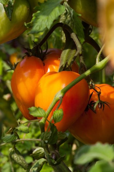 Tomatenpflanzen Hol das Beste aus deinen Tomatenpflanzen raus