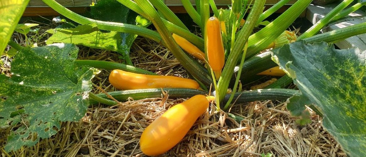 Zucchini Photo: Jenny Rydebrink