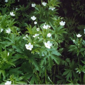 A_canadensis A_canadensis