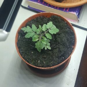 Liten Tomat planta Tiny Tim Tomatsådd