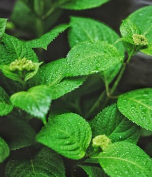 Mint Mint