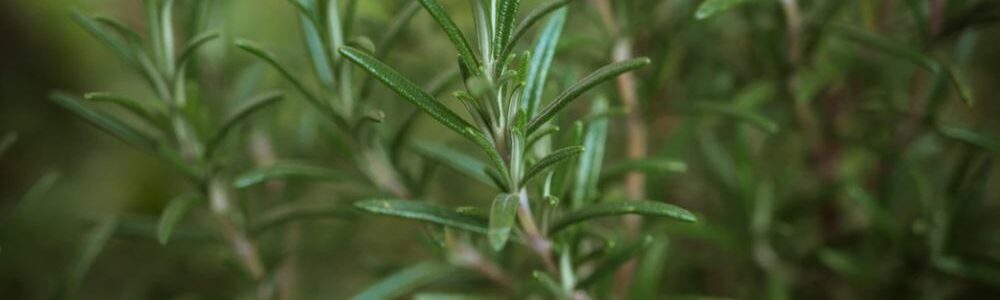 Rosemary Rosemary