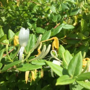 honeysuckle honeysuckle