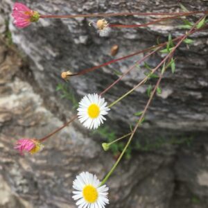 daisy daisy