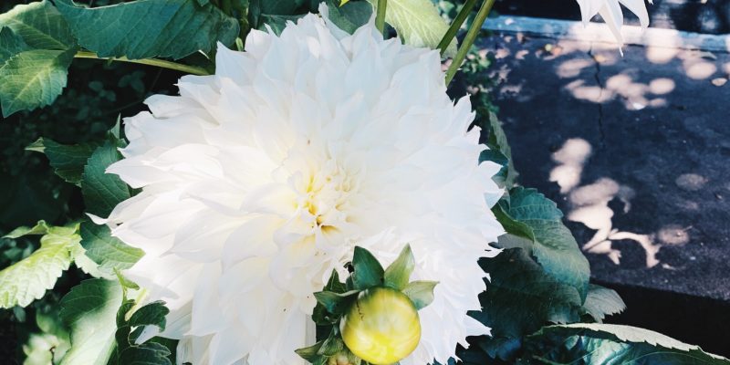 Dahlia Vit Dahlia trädgårdens primadonna