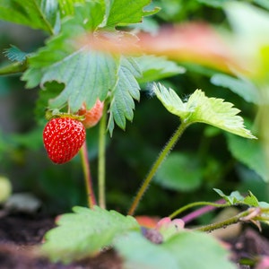 grow-strawberry-garden grow-strawberry-garden
