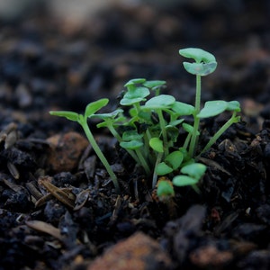 mulch-garden mulch-garden