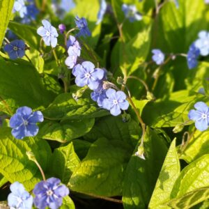 Ormöga Ormöga, Omphalodes verna