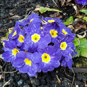 Jordviva Blå vårblomma jordviva