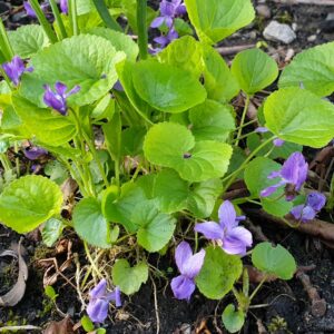 Luktviol Luktviol, Viola odorata