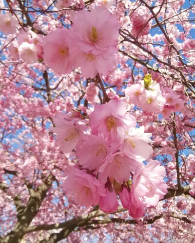 Cherry tree-mikaela Cherry tree-mikaela