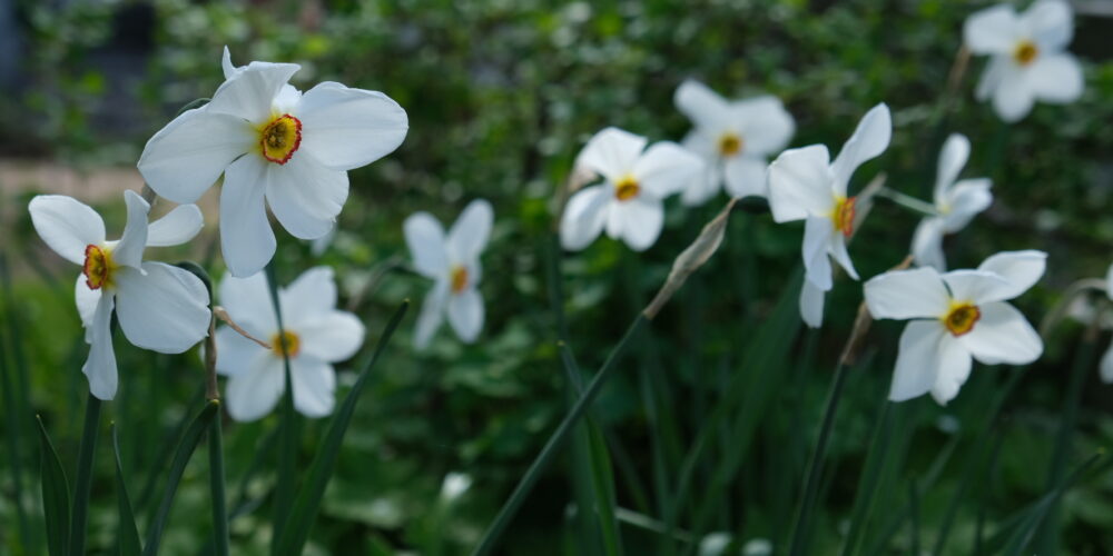 Daffodil poeticus var. recurvus 1 Daffodil poeticus var. recurvus 1