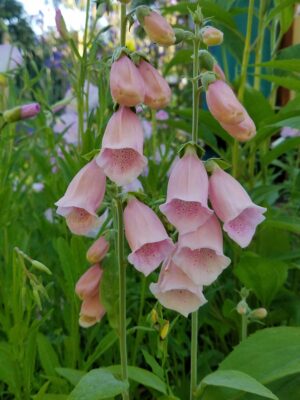 Fingerhut Apricotfarbener Fingerhut / Digitalis purpurea 'Apricot'