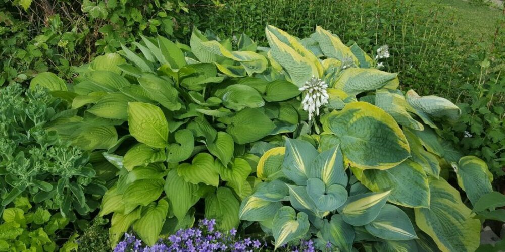 Funkia_hosta Funkia i skuggigt läge