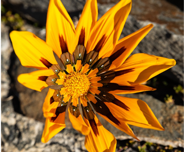 Gazanias Gazanias