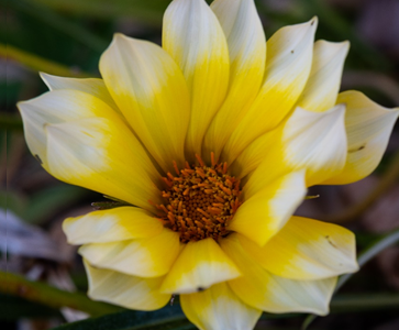 Gazanias1 Gazanias1