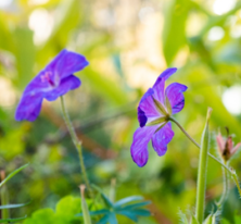 Geranium new zealand flowers