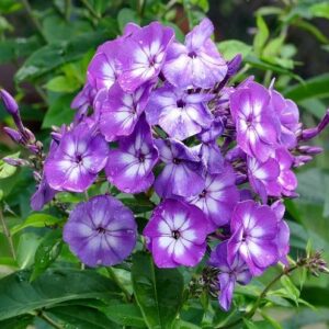flower flower