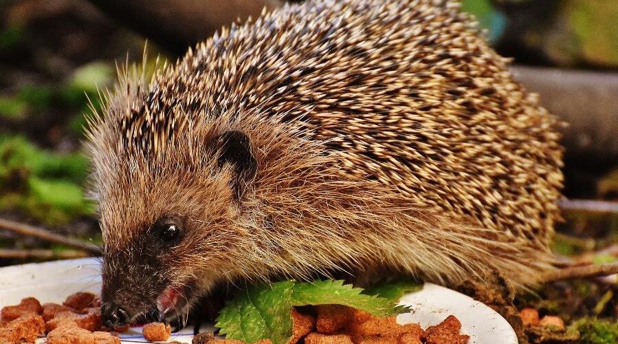 Hedgehog Hedgehog