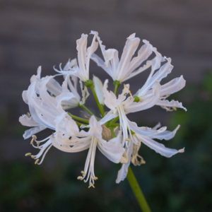 Nerines Nerines