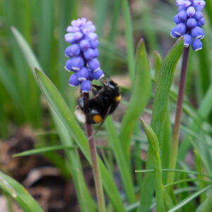 Pärlhyacint och humla Pärlhyacint, muscari botryoides