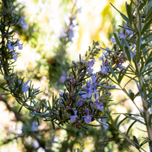 Rosemary Rosemary