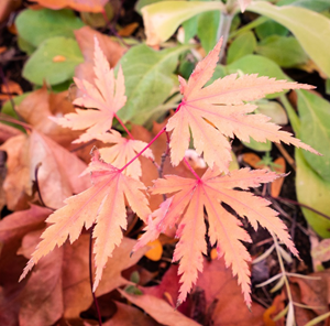 autumn3 autumn3
