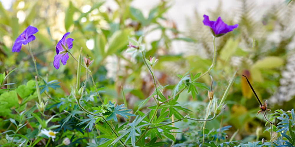 flower flower