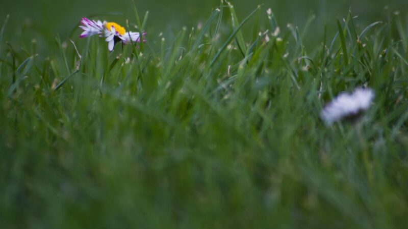 lawn lawn in june