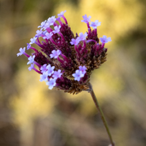 verbena bonariensis verbena bonariensis