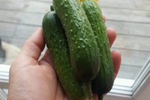 When your greenhouse produces an abundance of cucumbers or, when the organic cucumbers are sold at a good price on the market, then it is important to take the opportunity to make your own pickled cucumber!