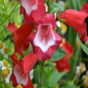 Penstemon Penstemon