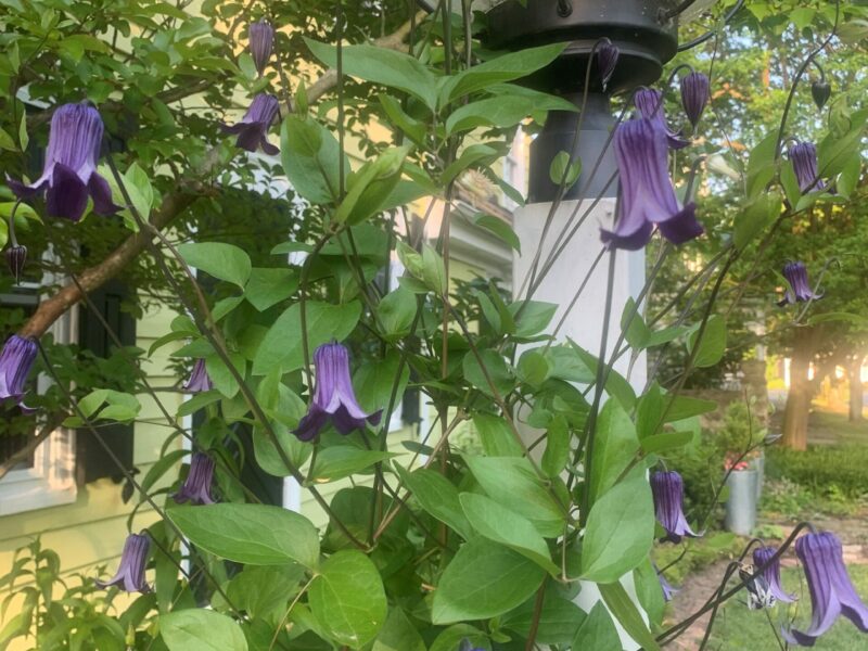 Clematis roguchi Clematis roguchi