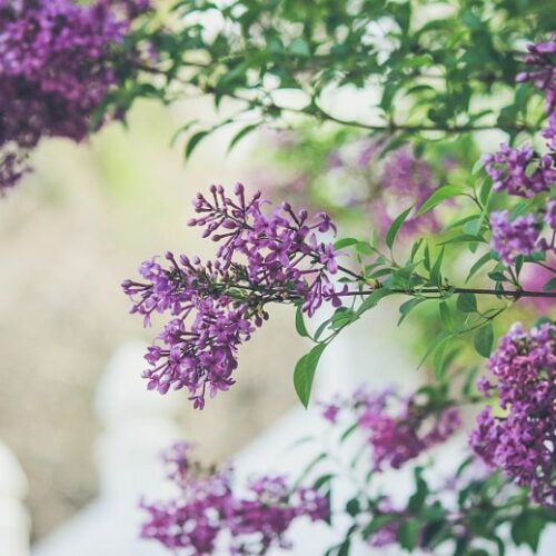 Syren - syrenbuske - sommar Syren - syrenbuske - sommar
