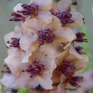 verbascum verbascum