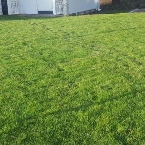 lawn lawn