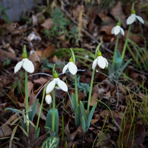 Brave snowdrops Brave snowdrops