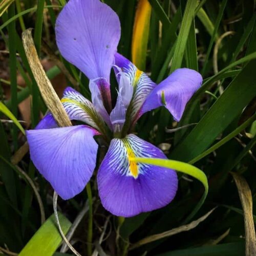 Blue irises Blue irises
