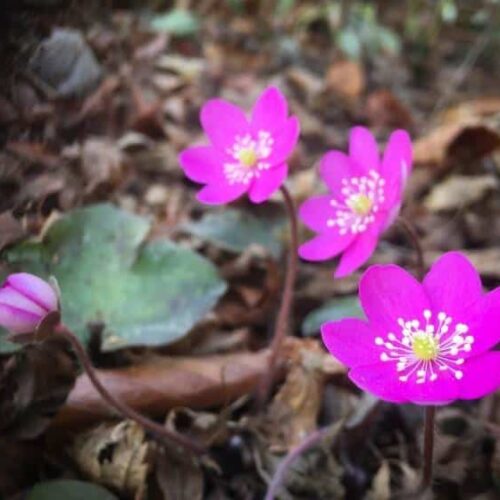 Delightful hepatica Delightful hepatica