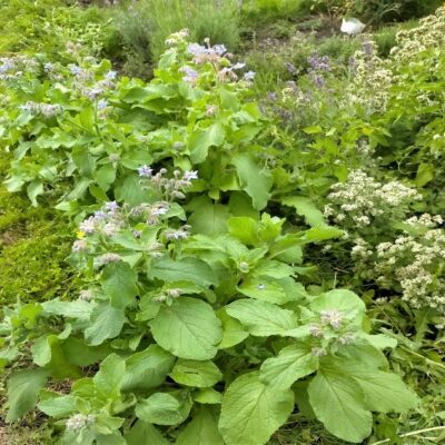 Borage Borage